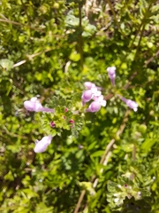 Lamium amplexicaule