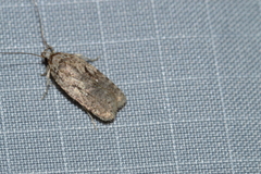 Agonopterix curvilineella