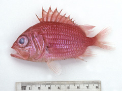 Ostichthys japonicus