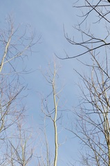 Salix × fragilis vitellina