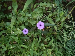 Ruellia simplex