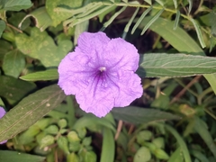 Ruellia simplex