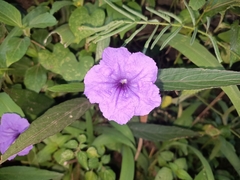 Ruellia simplex
