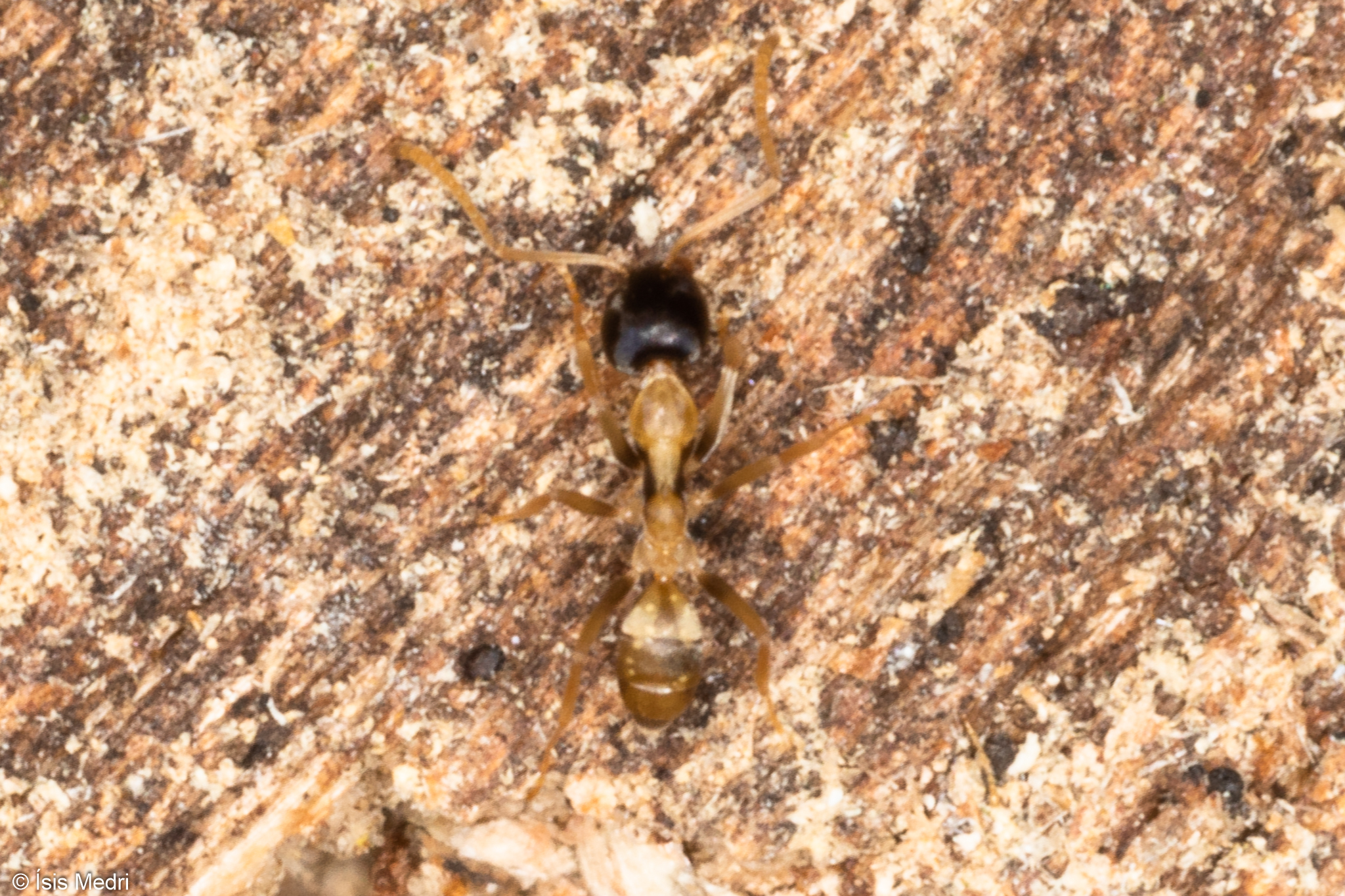 Linepithema leucomelas