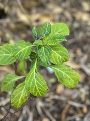 Salvia divinorum