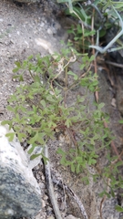 Pterostegia drymarioides