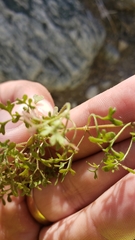 Pterostegia drymarioides