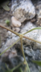 Pterostegia drymarioides