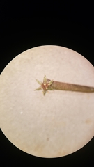 Pterostegia drymarioides