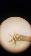 Pterostegia drymarioides