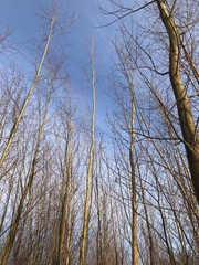 Salix × fragilis vitellina