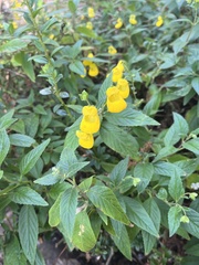 Calceolariaceae