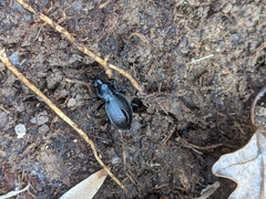 Carabus vinctus