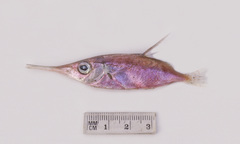 Macroramphosus gracilis