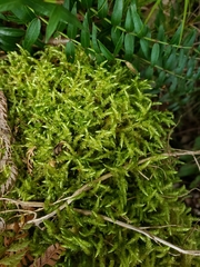 Acrocladium chlamydophyllum