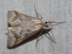 Sedenia rupalis