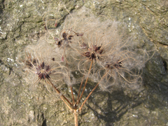 Clematis heracleifolia