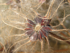 Clematis heracleifolia