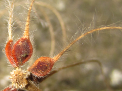 Clematis heracleifolia