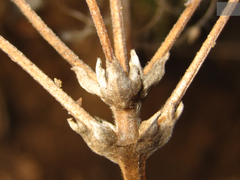 Clematis heracleifolia