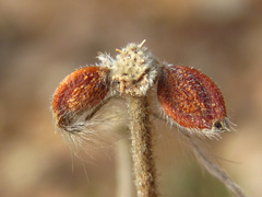 Clematis heracleifolia