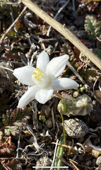 Muilla coronata