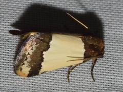 Eublemma eurynipha