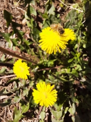 Taraxacum officinale