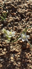 Muilla coronata
