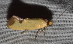 Microbela epicona