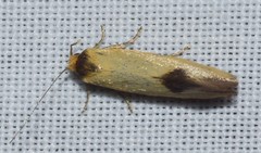 Microbela epicona