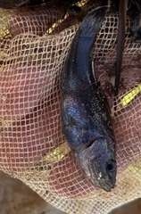 Aphredoderus sayanus sayanus