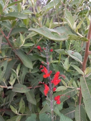 Salvia exserta