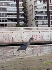 Nycticorax nycticorax