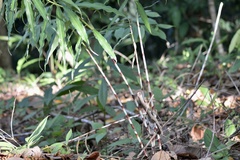 Costus stenophyllus