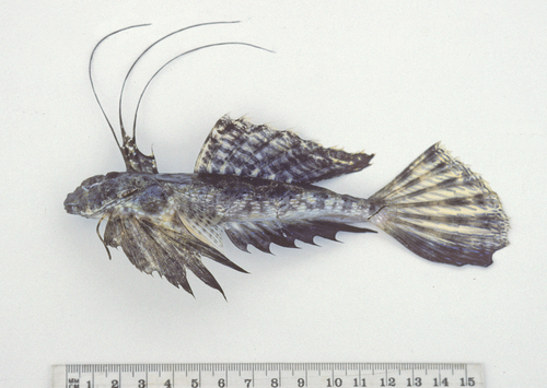 Finger dragonet (Dactylopus dactylopus) — Callionymidae — 2