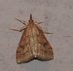 Udea profundalis