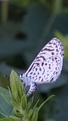 Leptotes cassius