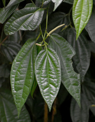 Piper lanatum