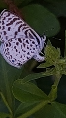 Leptotes cassius