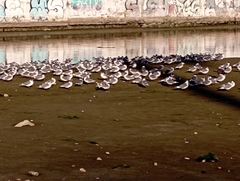 Leucophaeus pipixcan