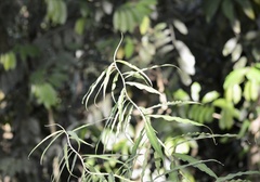 Costus stenophyllus