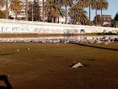 Leucophaeus pipixcan