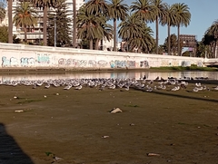 Leucophaeus pipixcan