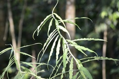 Costus stenophyllus