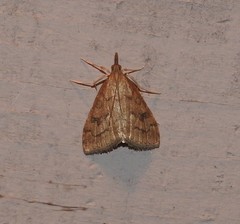 Udea profundalis