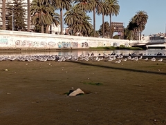 Leucophaeus pipixcan