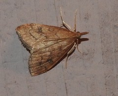 Udea profundalis