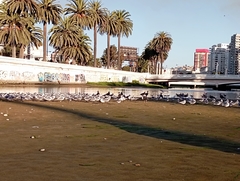 Leucophaeus pipixcan