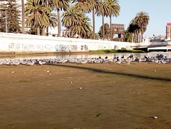 Leucophaeus pipixcan